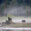 Grizzly at dawn